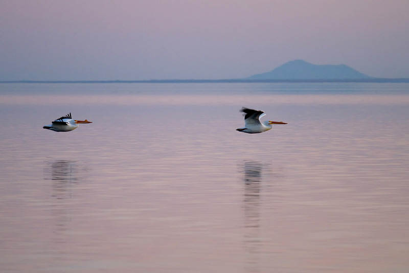 Two pelicans 12x8 sm