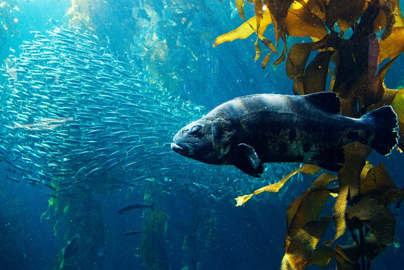 Big fish little fish full scr