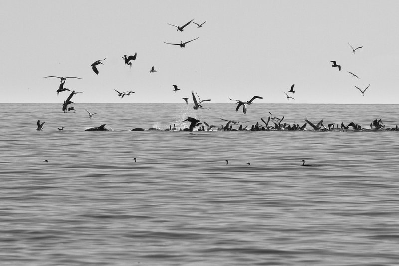 Feeding frenzy
