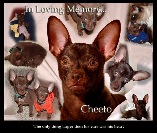 In Memory Of Cheeto