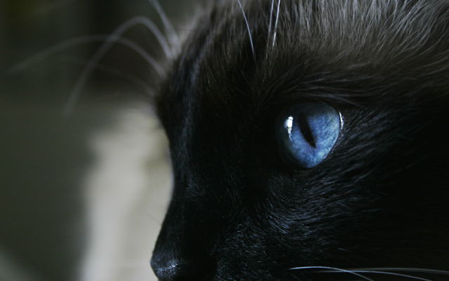 Bootsie Blue