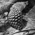 Cone