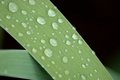 After the rain