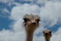 Ostriches 1