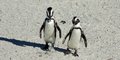 Penguins