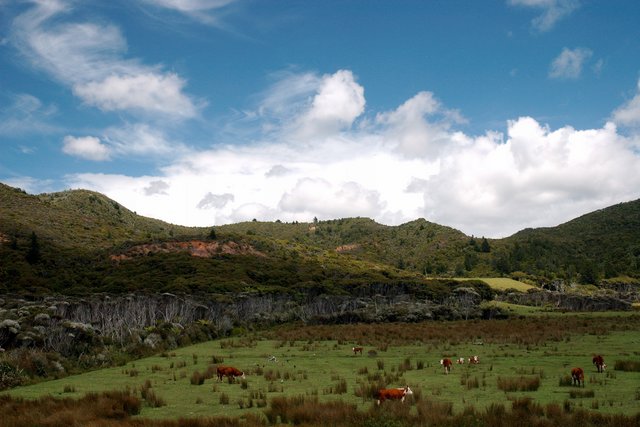 Great Barrier Island 4