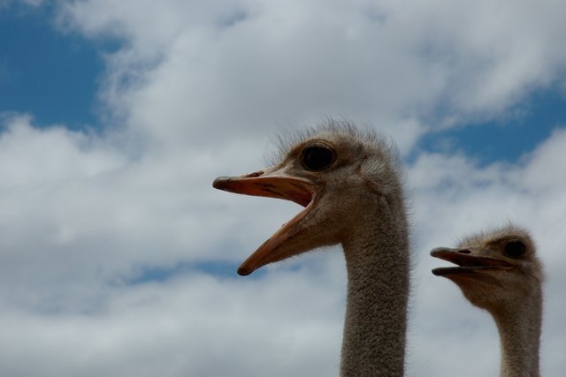 Ostriches 2