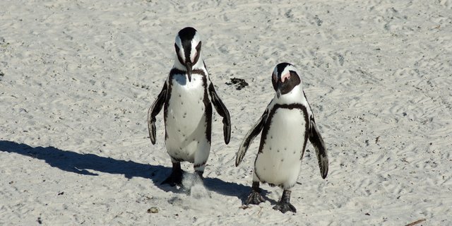 Penguins