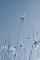beachgrass0734.jpg