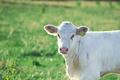 moo