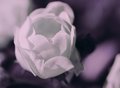 Rose 1380