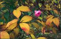Autumn Rose