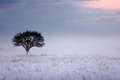 Color of Fog