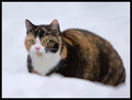 Yet another cat in still more snow