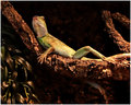 Reptilian pinup