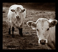 Two cows