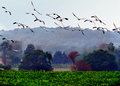Raining geese