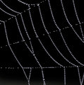 Cobweb