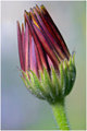 Fall flower