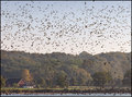 The birds