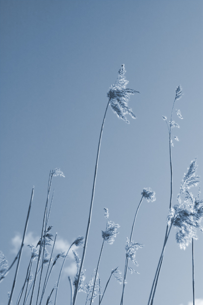 beachgrass0734.jpg