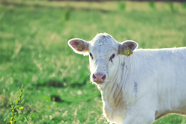 moo