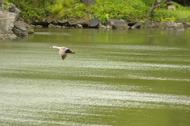Flight