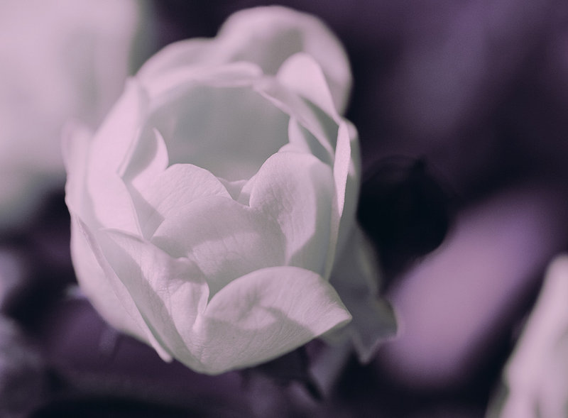 Rose 1380