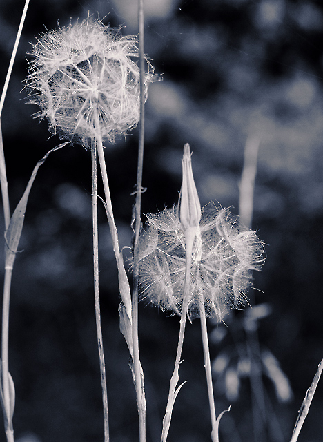 Dandelions