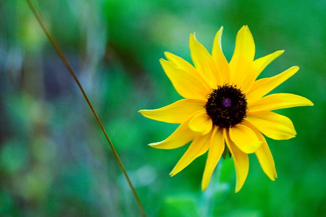 Sunshine