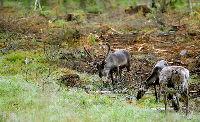 Reindeer