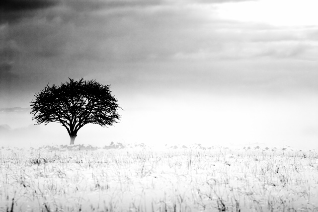 tree_4052.jpg