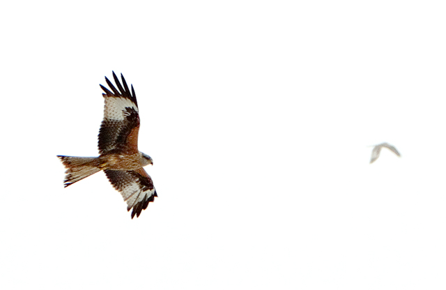Red Kite (Milvus milvus)