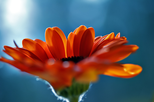 daisy