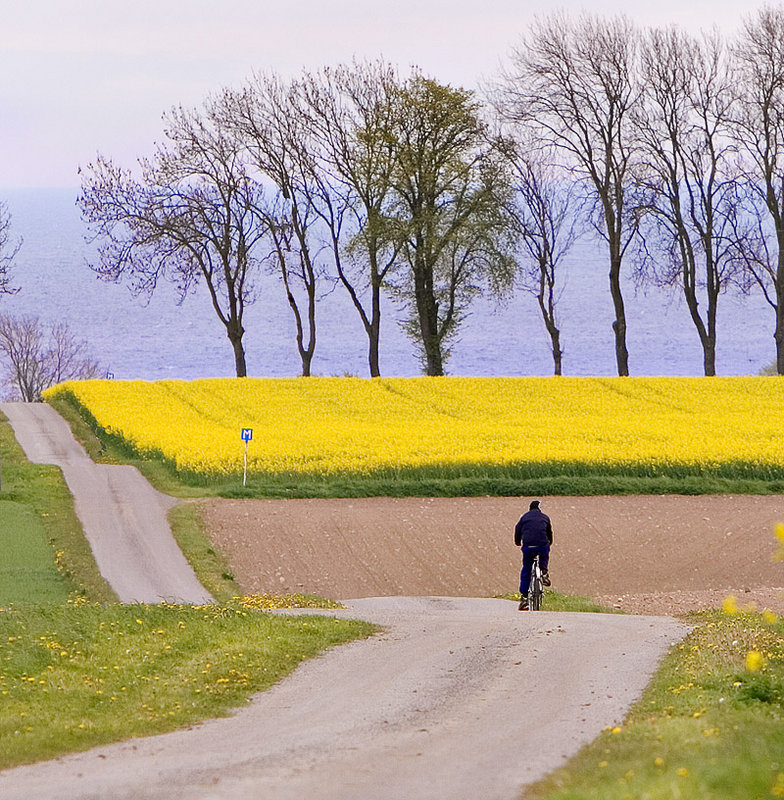 The cyclist