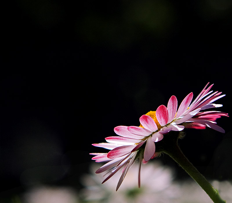 Daisy