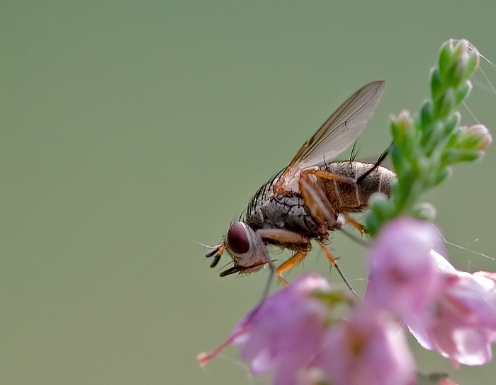 Bee