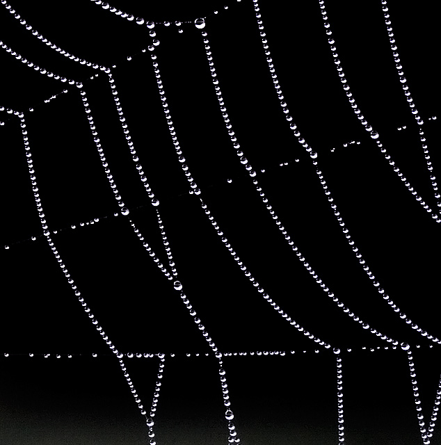 Cobweb