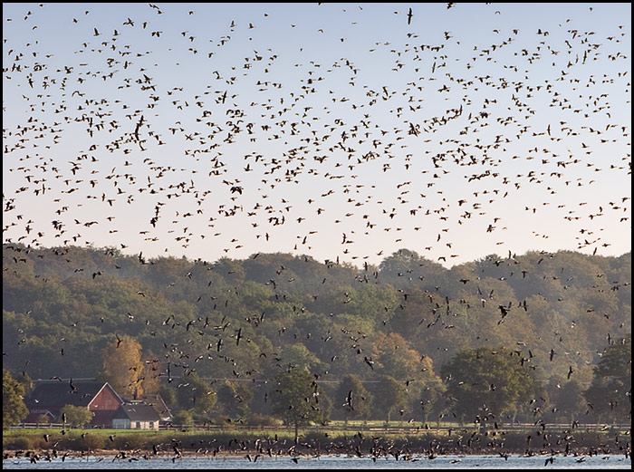 The birds