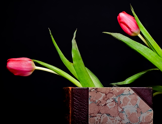 Tulips and a book