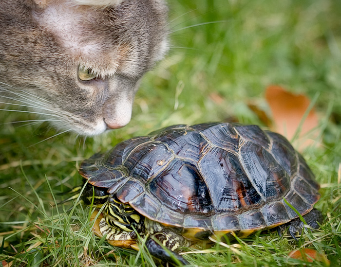 Alley and Speedy