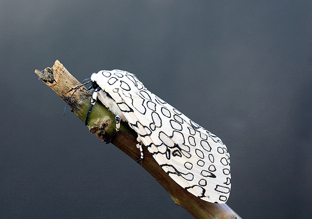 Great-Leopard-Moth.jpg