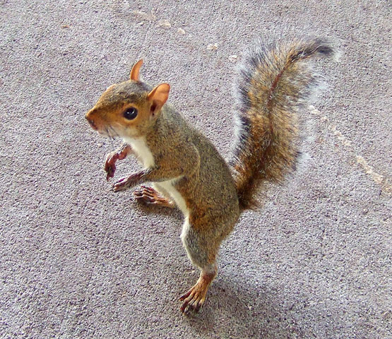 squirrel-macro-fuji-f30.jpg