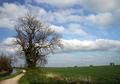 Tree Near Canal