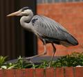 Heron