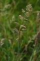 Grass