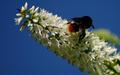 Bee on White on Blue