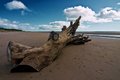 Trunk on Beach