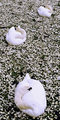 Sleeping Swans