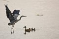 Heron & Ducks
